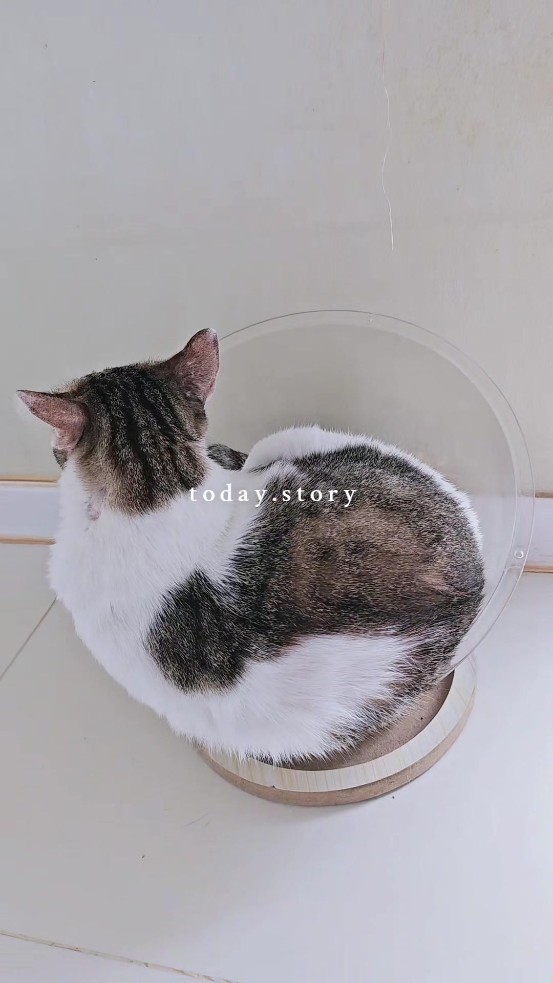 @layjudfamily🐾🐱