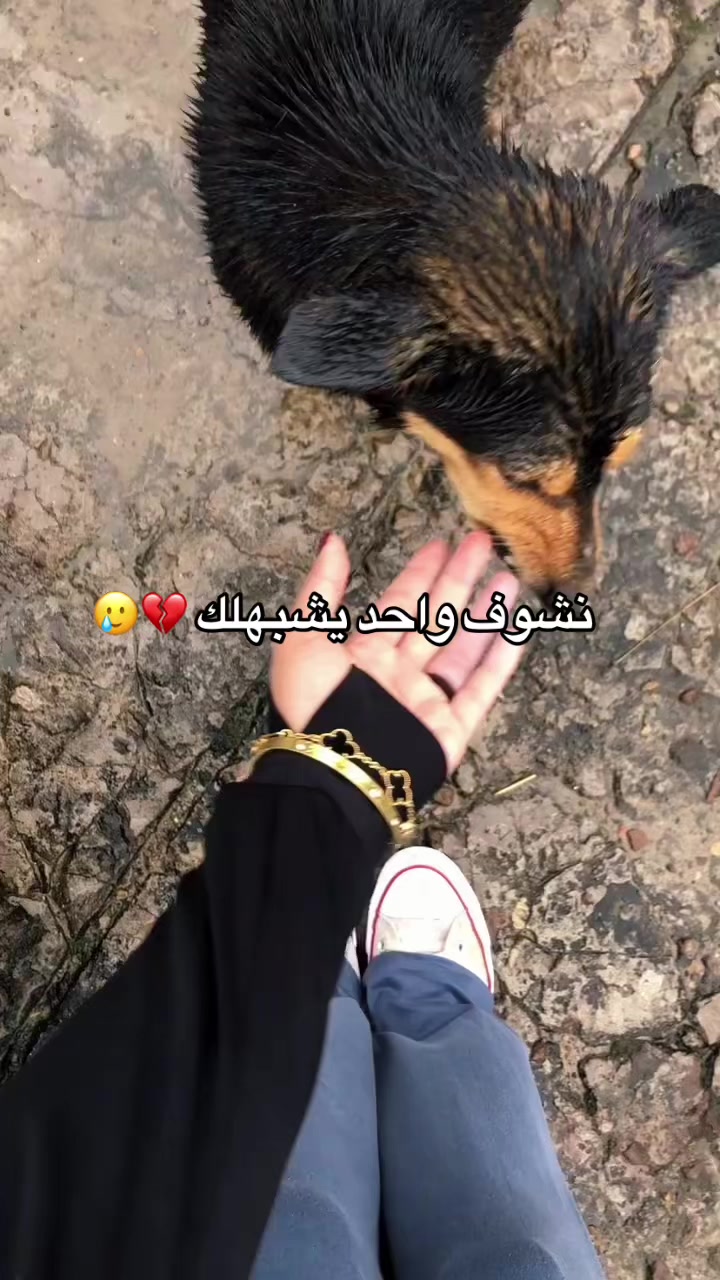 @🕊️