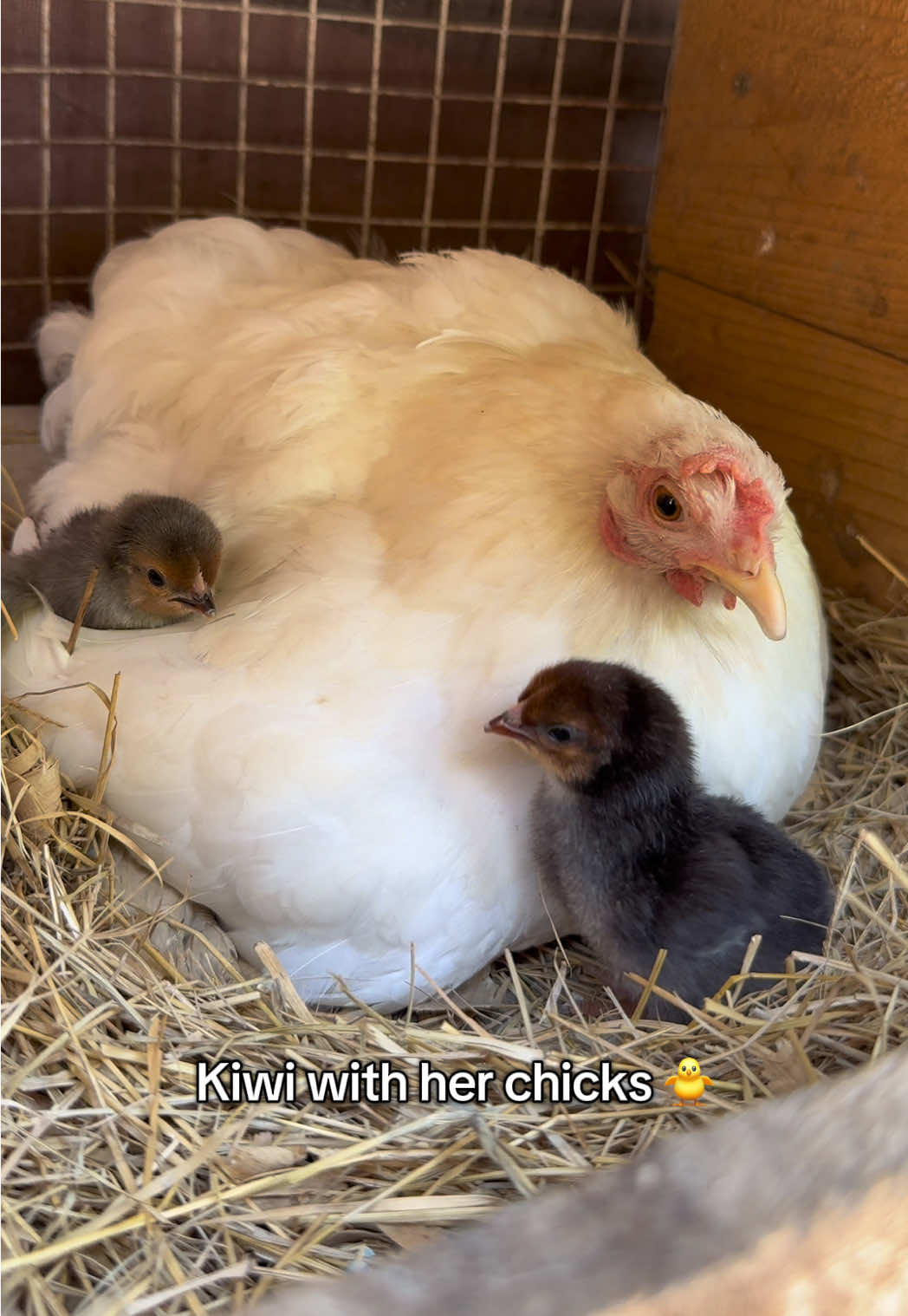 @mylovelychicken