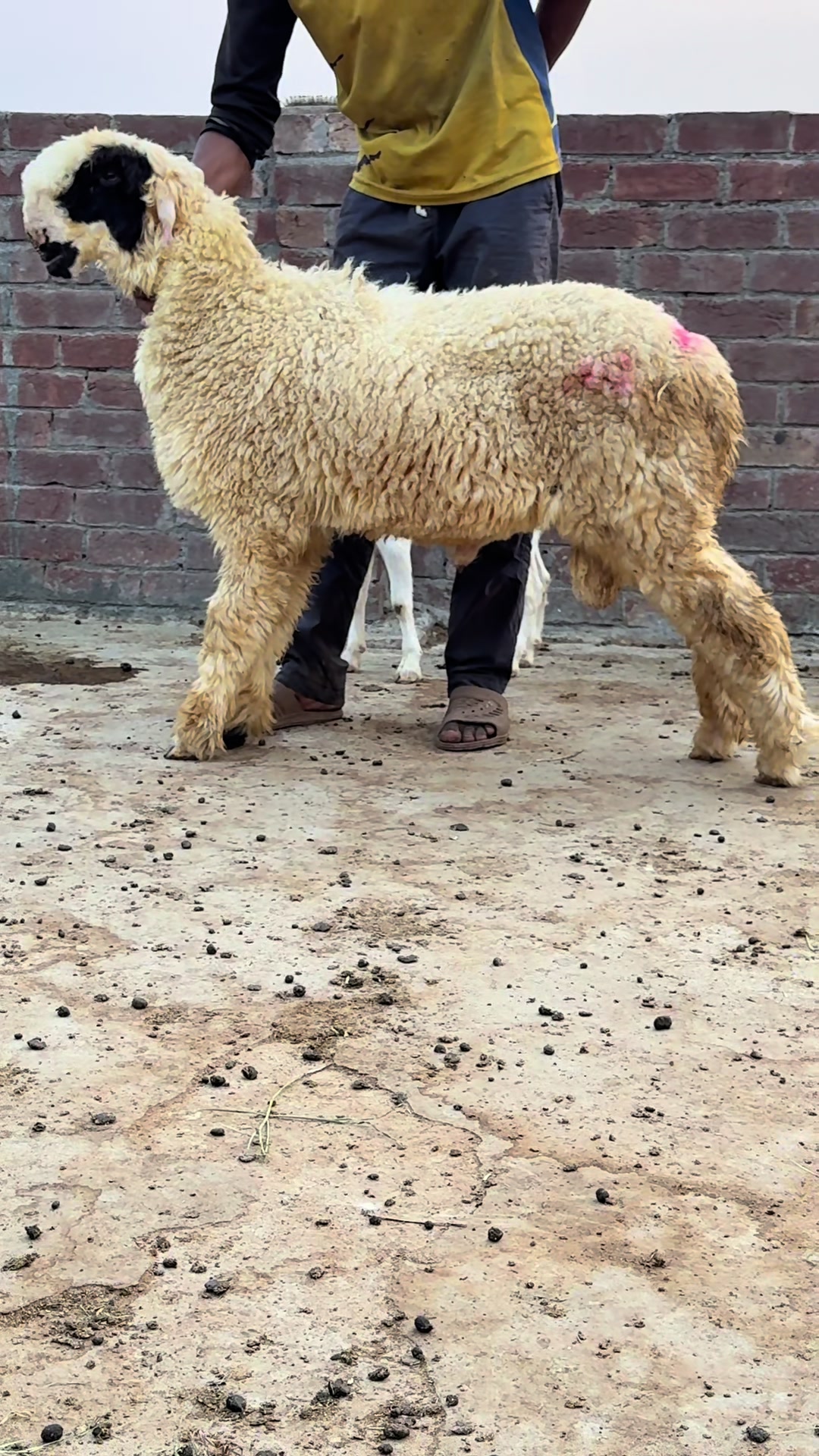 @Shiraz livestock
