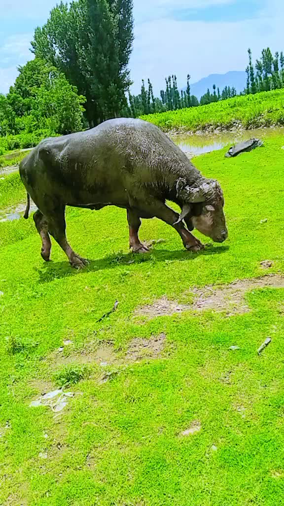 @ASAD Sarkar123