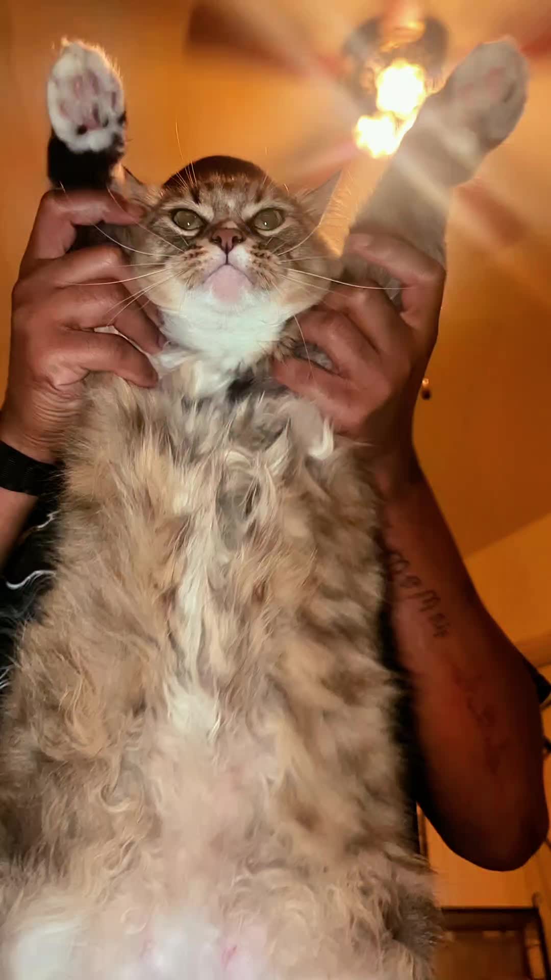 @Harry Styles the cat 😺😺