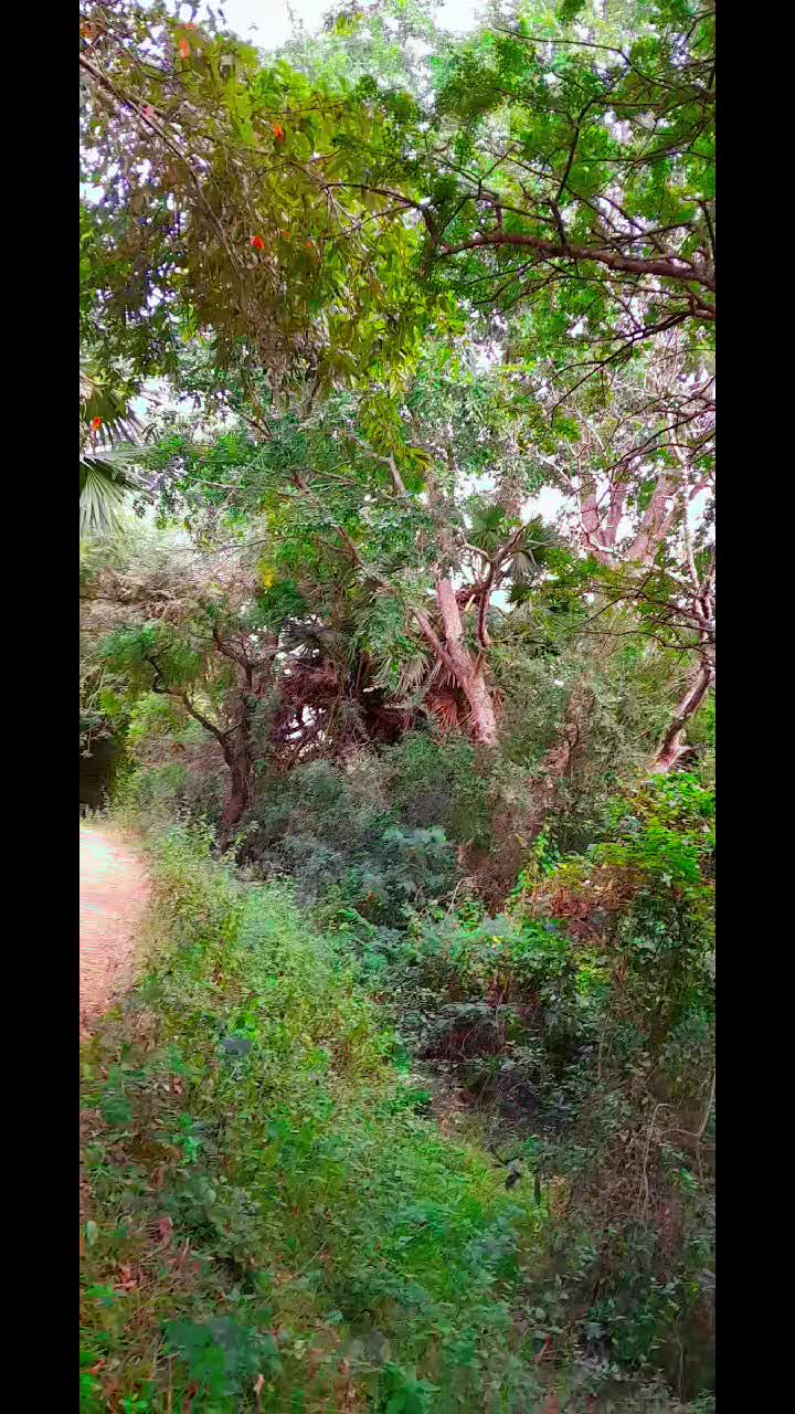 @🤘මචං ශේහා 🤘