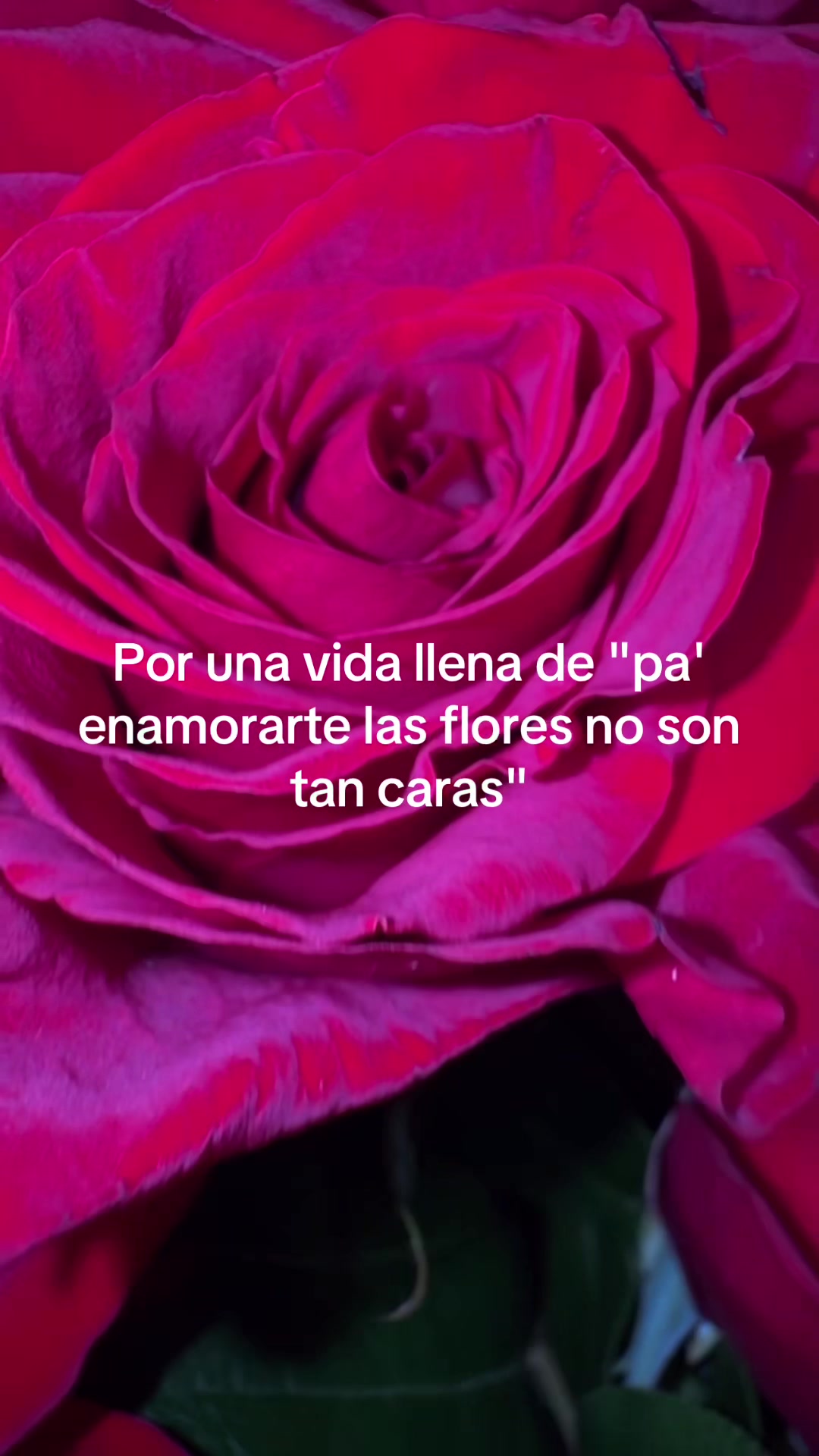 @Rachelita Zam🦋