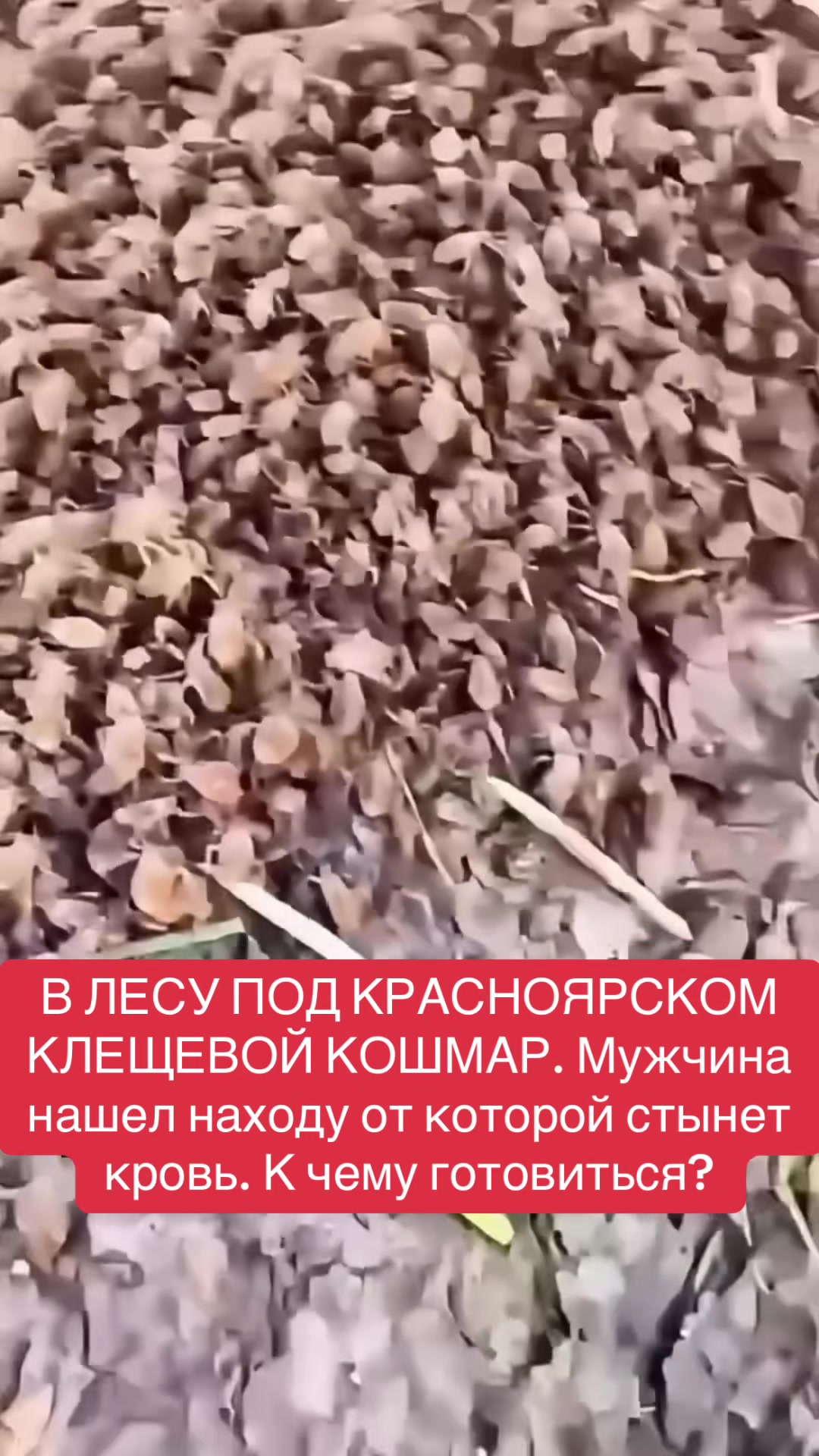 @shoblinskis