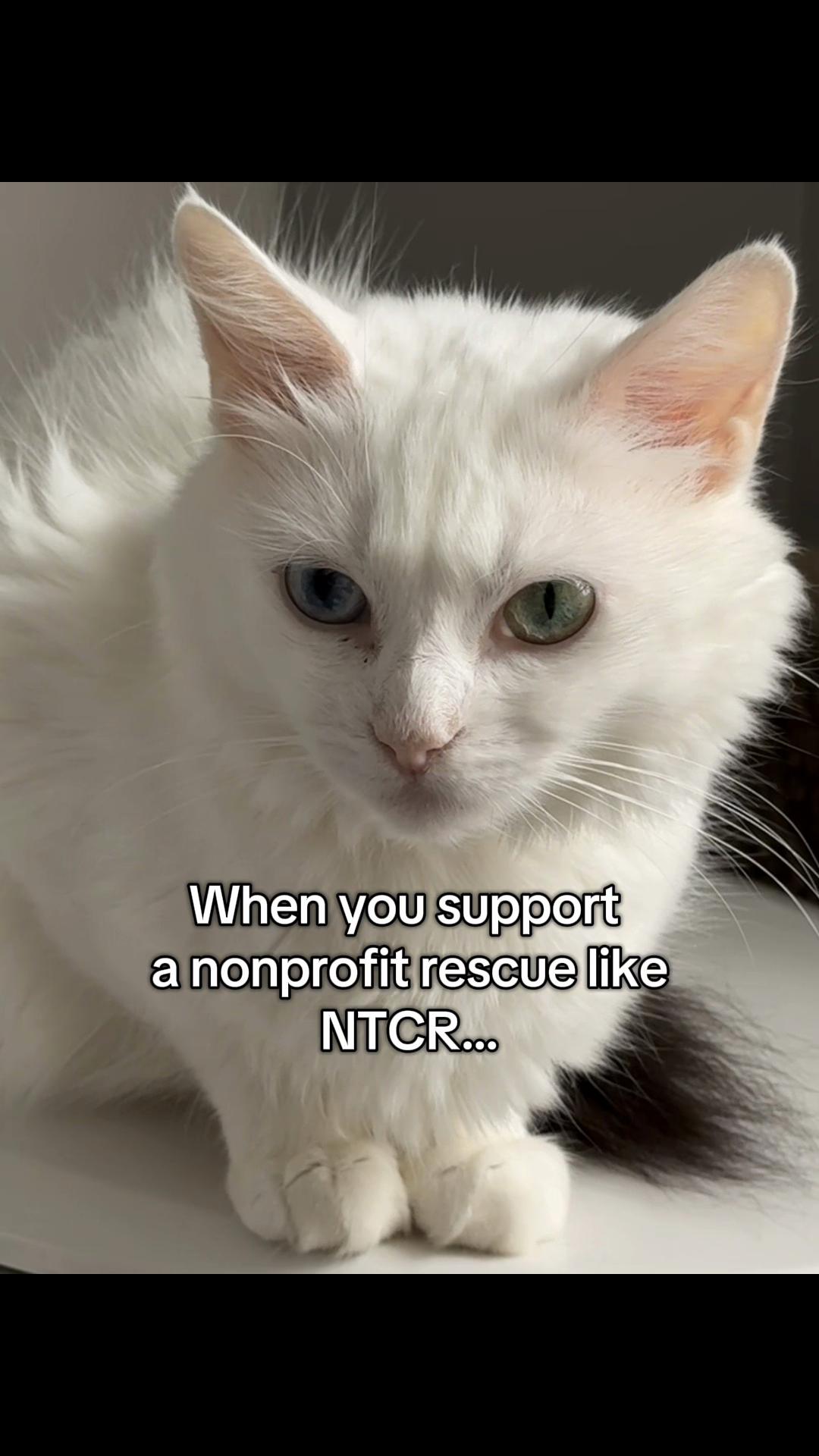 @North Toronto Cat Rescue