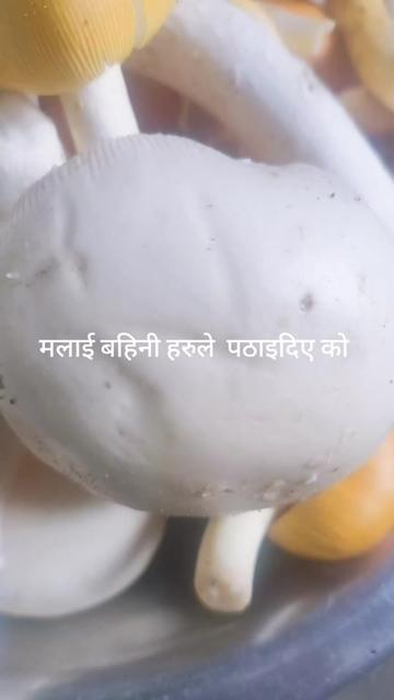 @Nisha Rana mgr