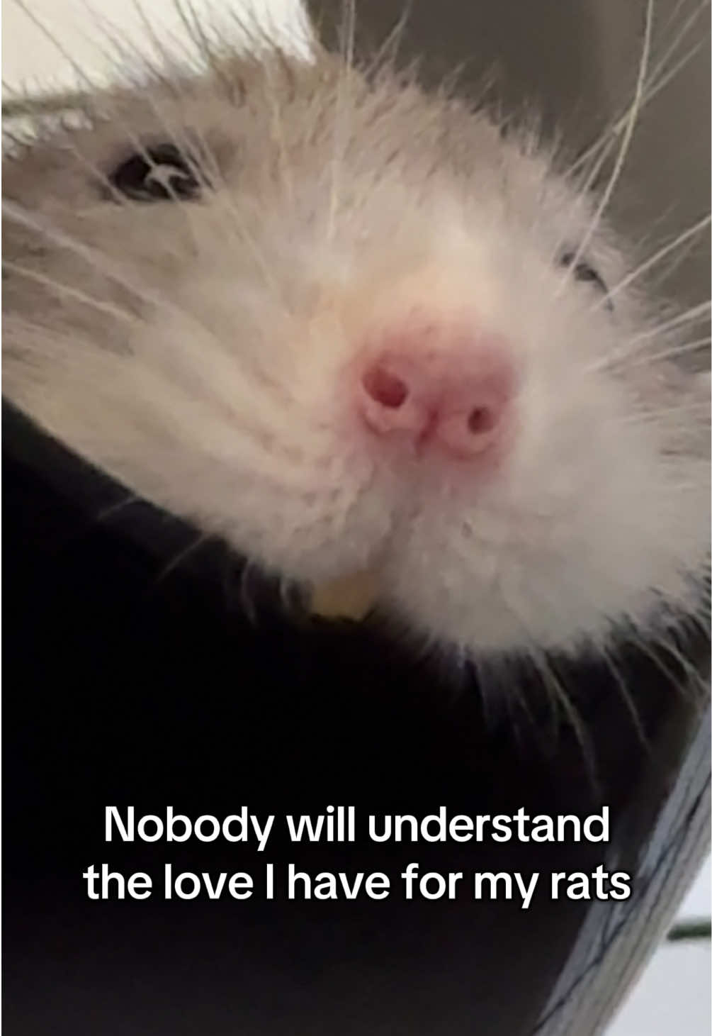 @Roxy’s rats