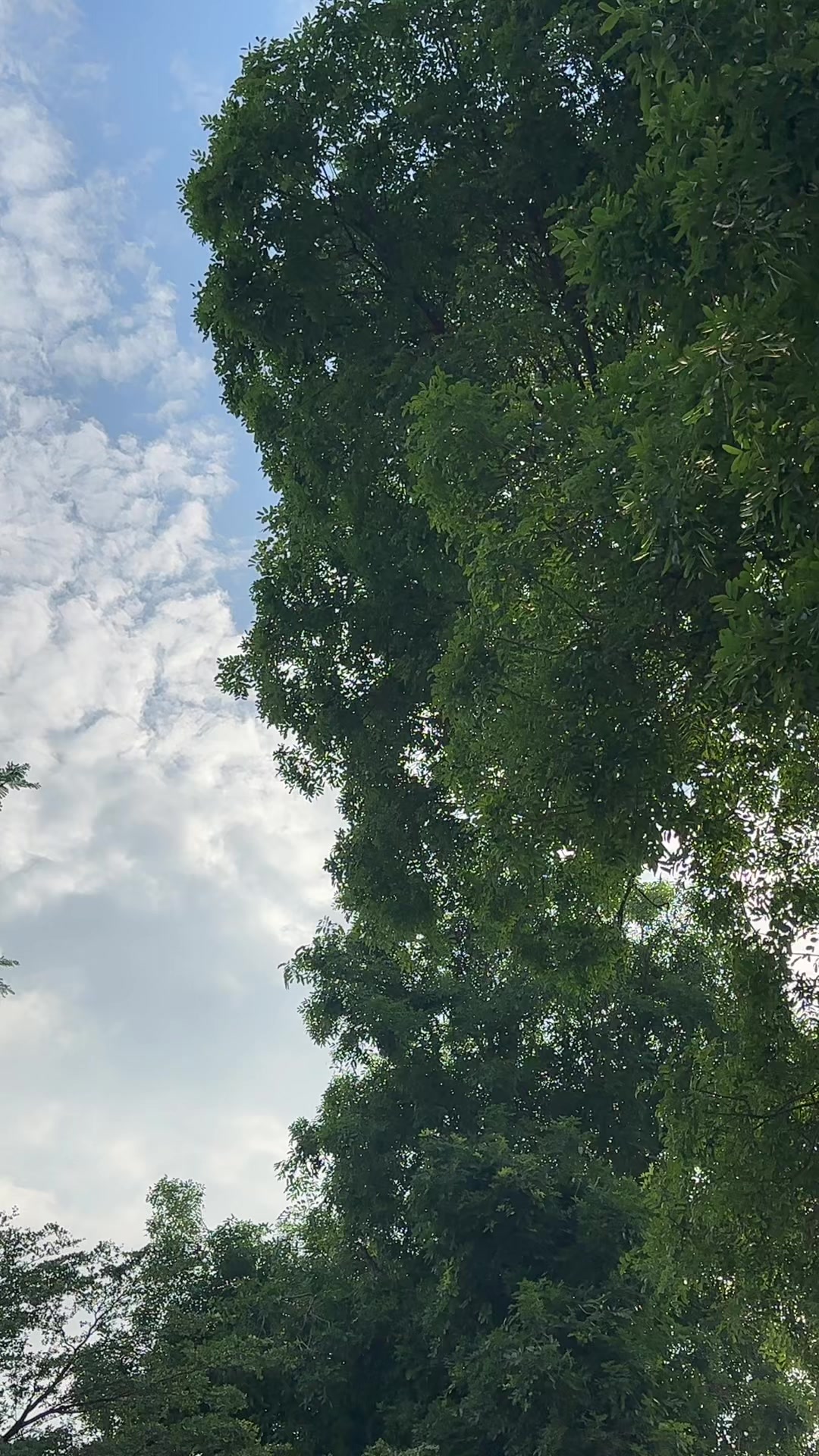 @Hoa s&uacute;n ( nh&iacute; nhố)