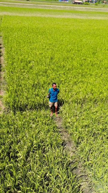 @MS.AGUS JURAGAN PARI 🌾
