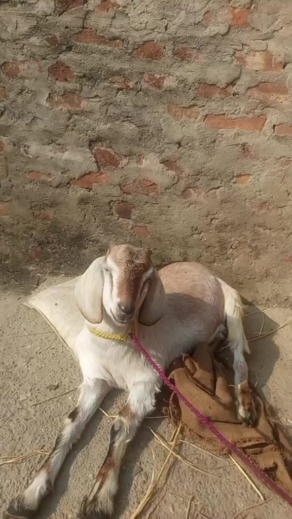 @kabir.hawari.786