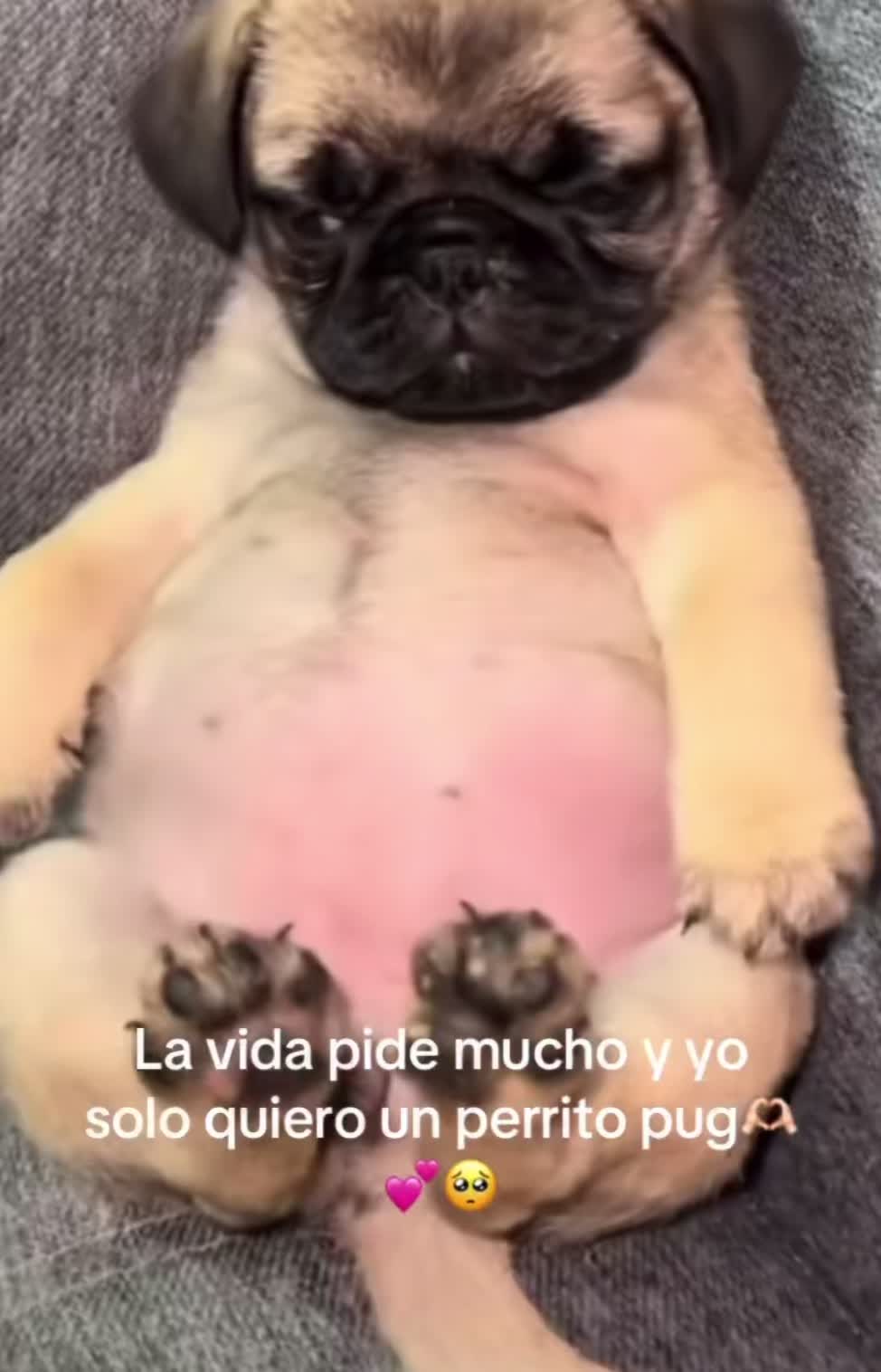 @ᥫ᭡