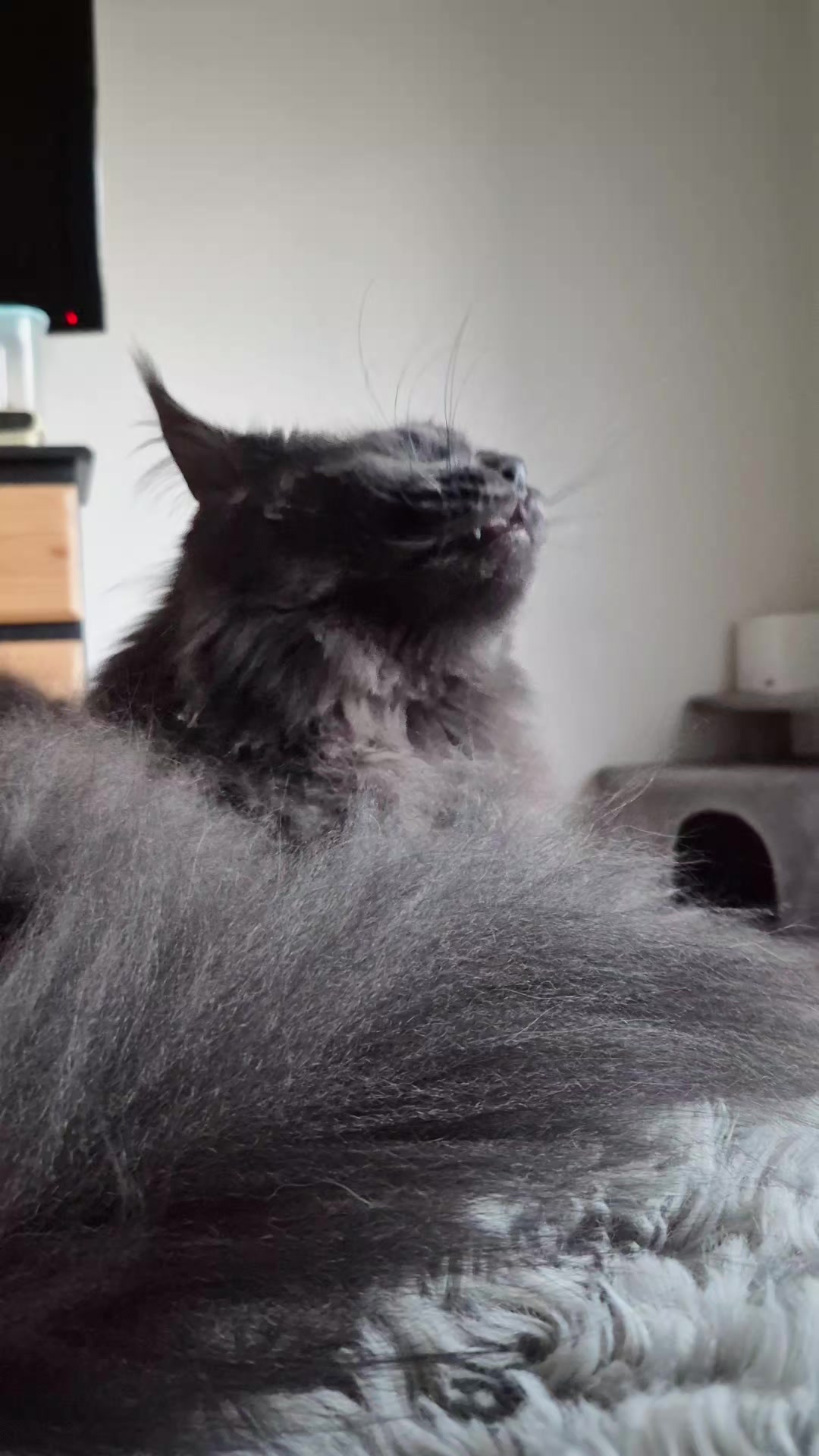 @Ragnar the Maine Coon 🐈