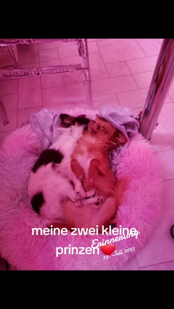 @Melody Gismo Peanut Brownie🐶❤