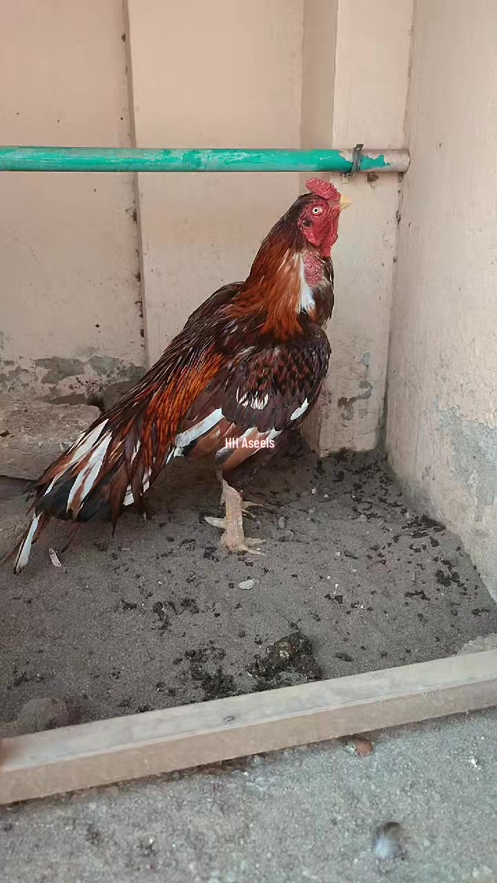@HH &Aring;sėəłs1
