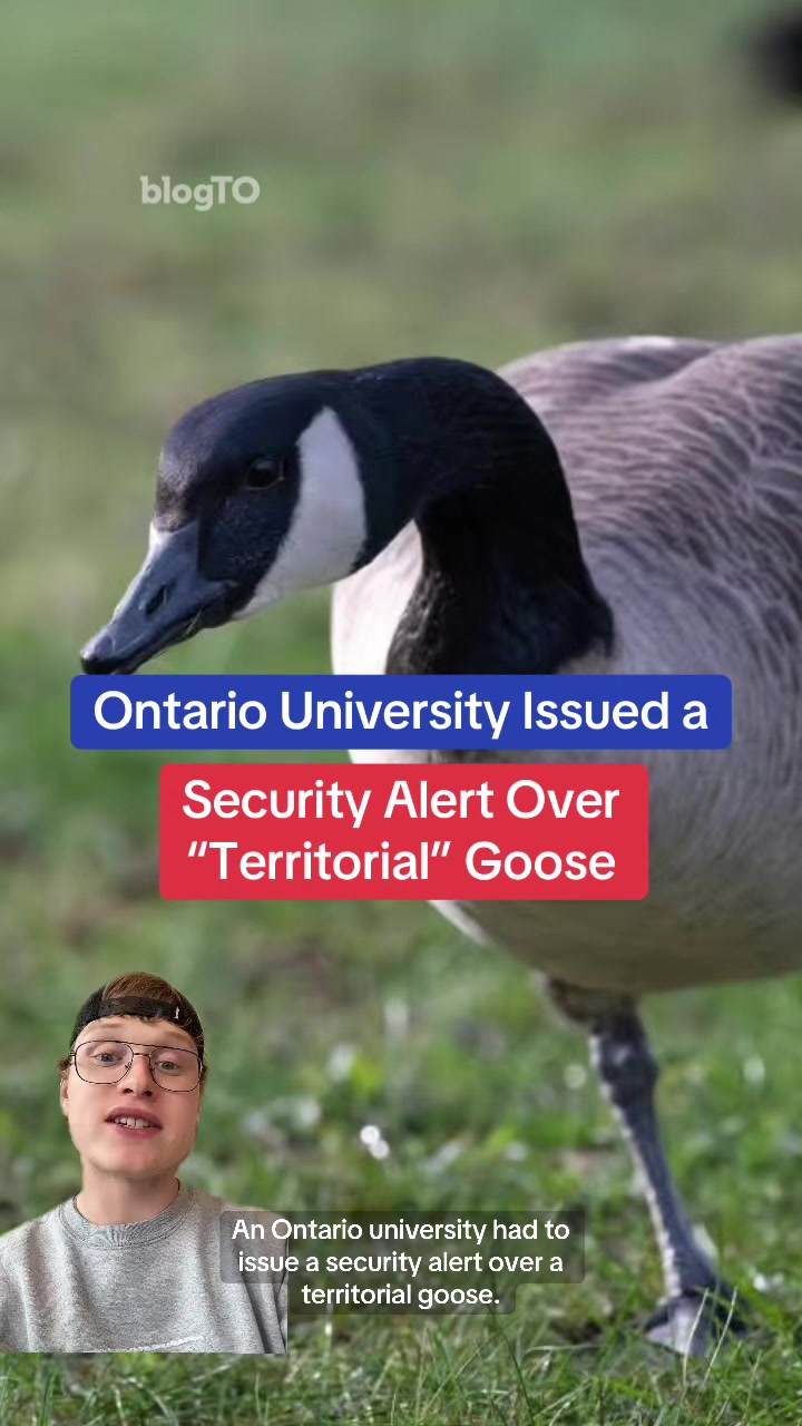 @blogTO