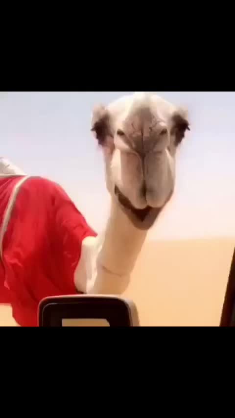 @عوّق