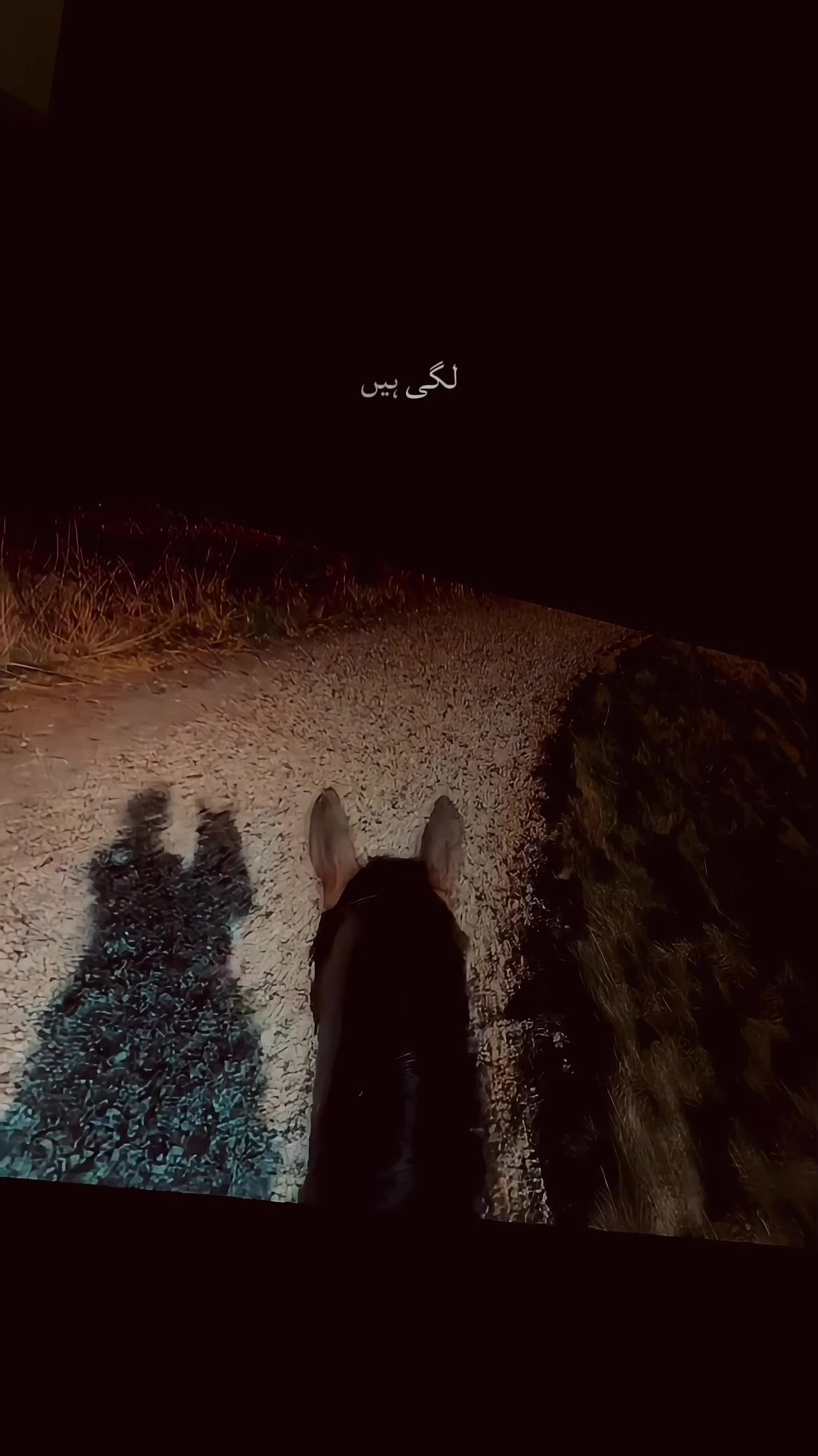 @Shobi 🕊