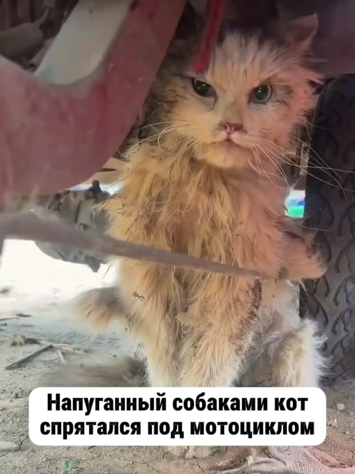 @RescueAnimals Nir