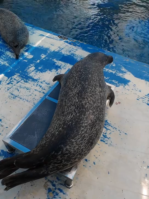 @Seal