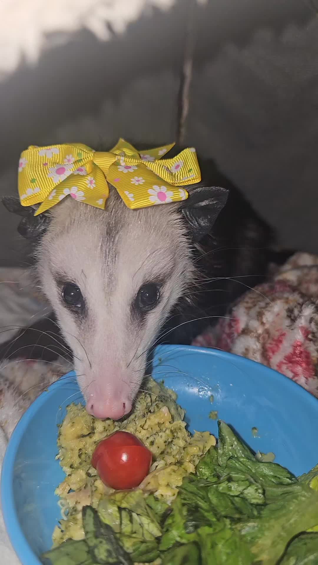 @OPOSSUM/DOG MOMMA Dea