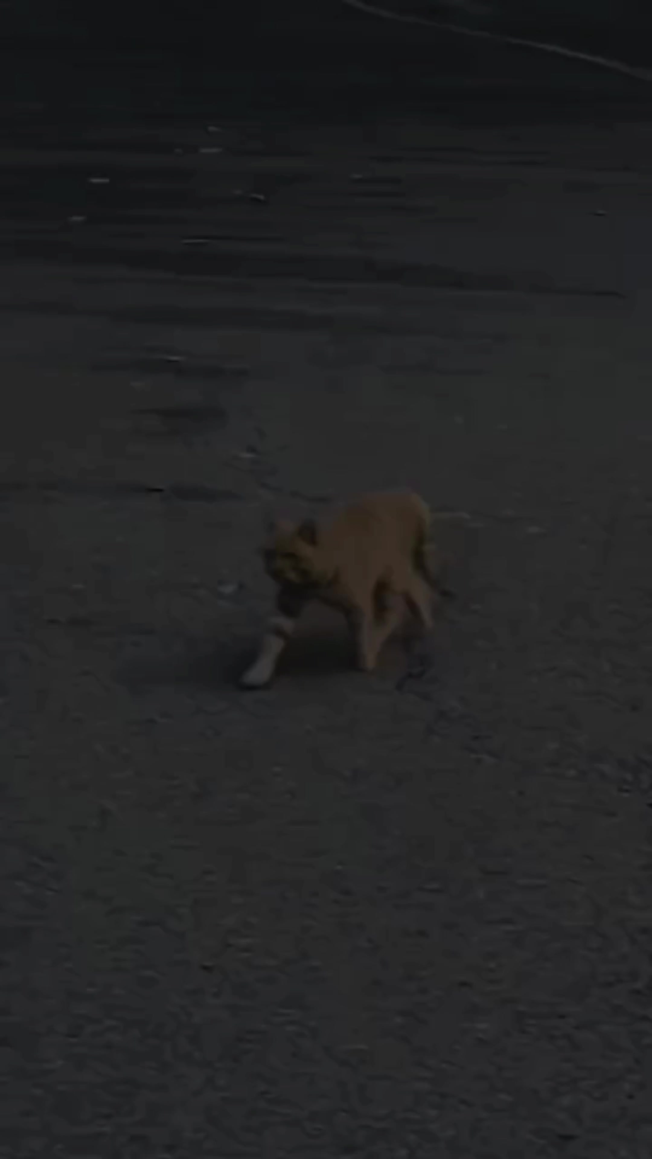 @𝗖𝗔𝗧𝗦