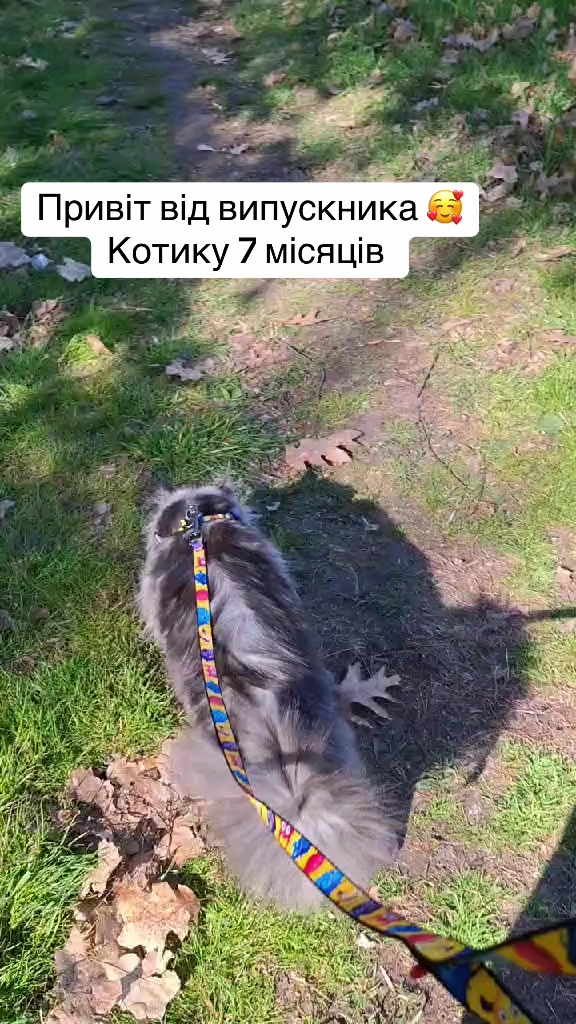 @PARAKENTOS*UA Maine coon