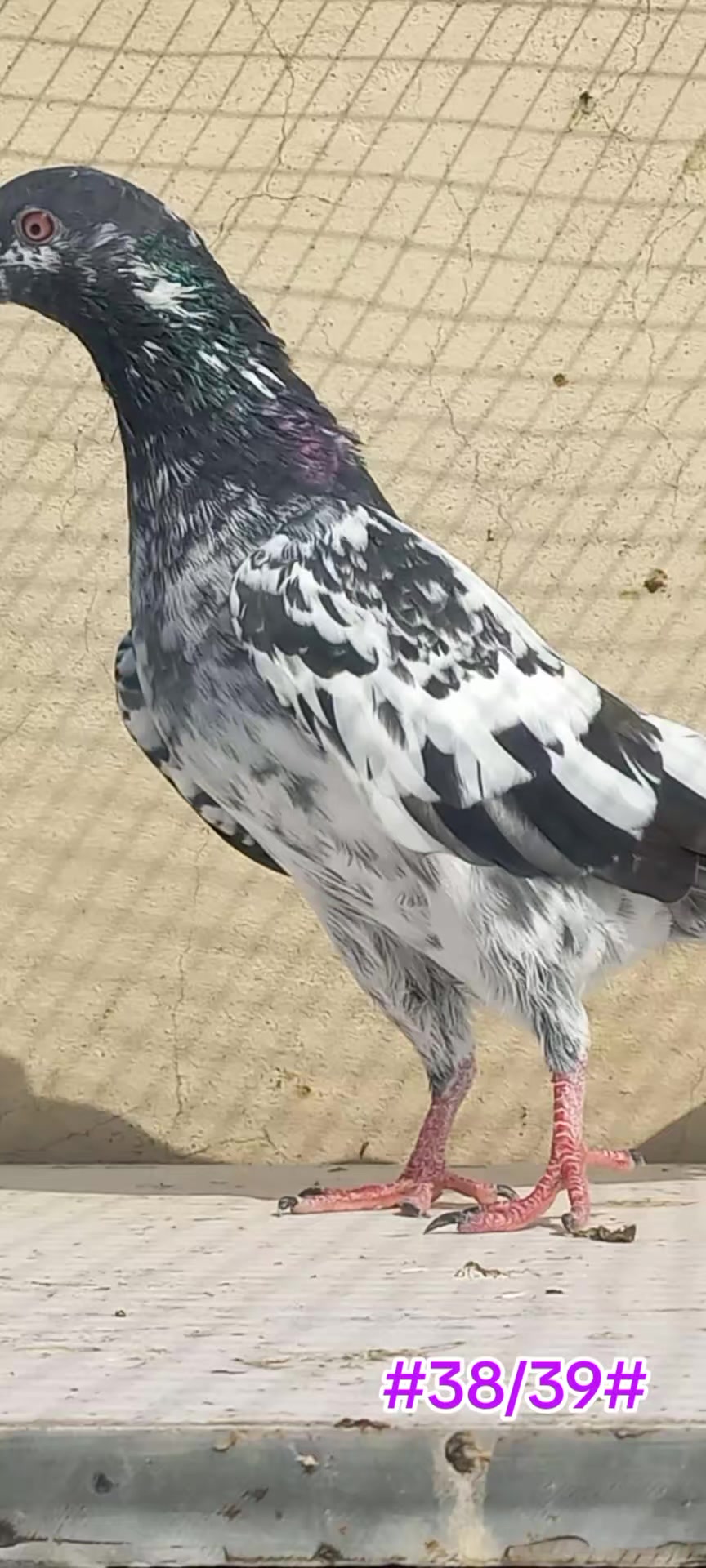 @Ranakasuripigeon
