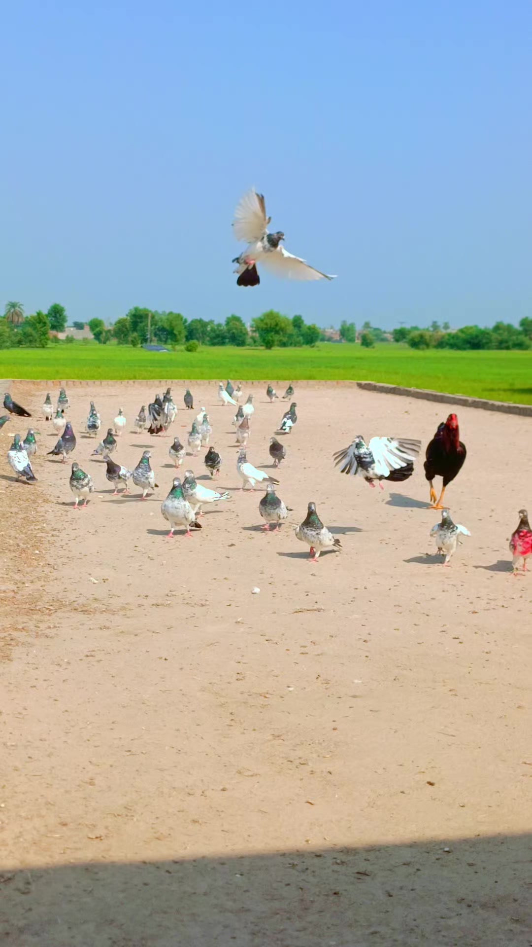 @Adeel Assi ❤️