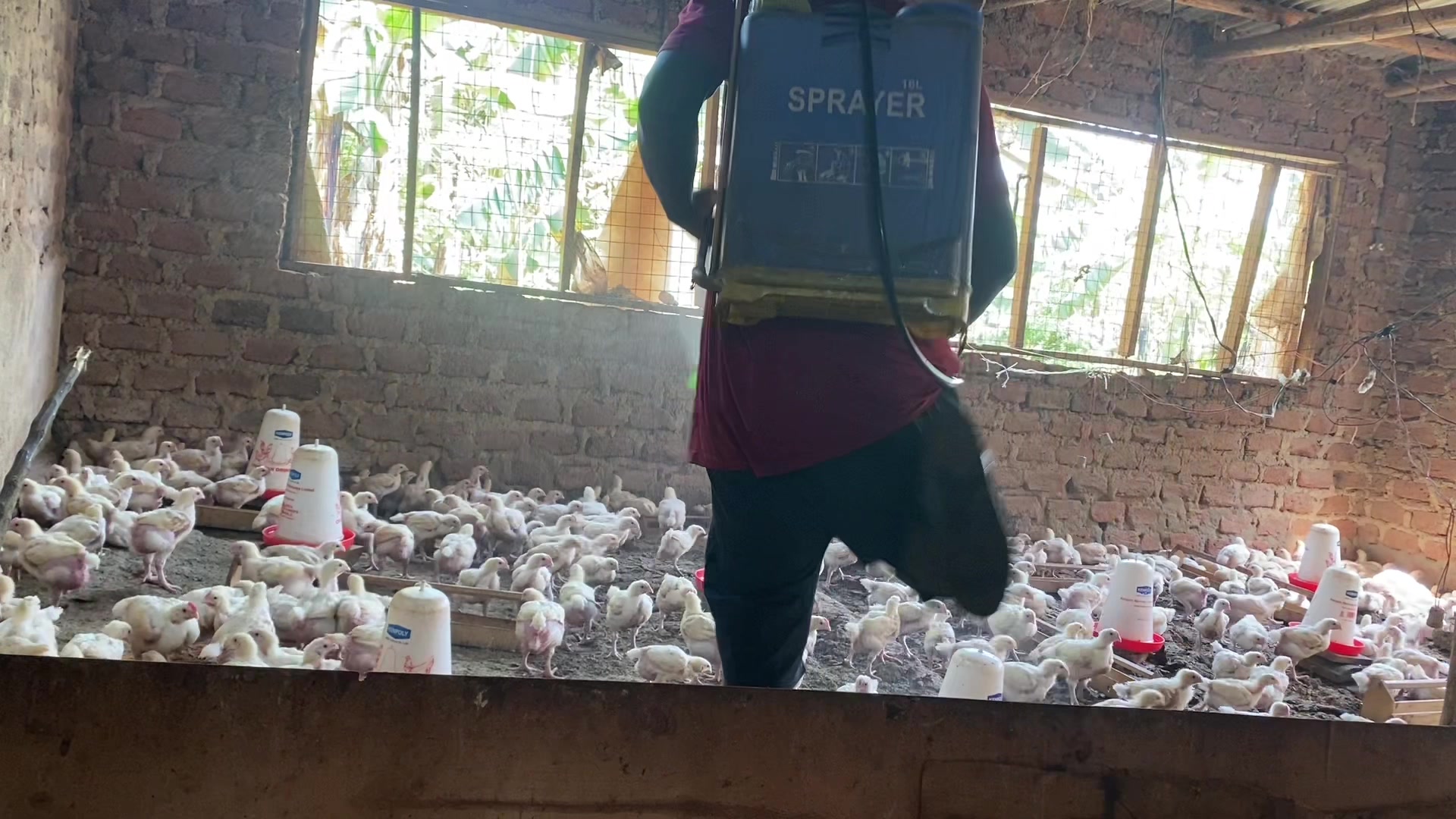 @Pablo farms 🐓🐣🐥🍗🐐🦆🐷🐖🍅