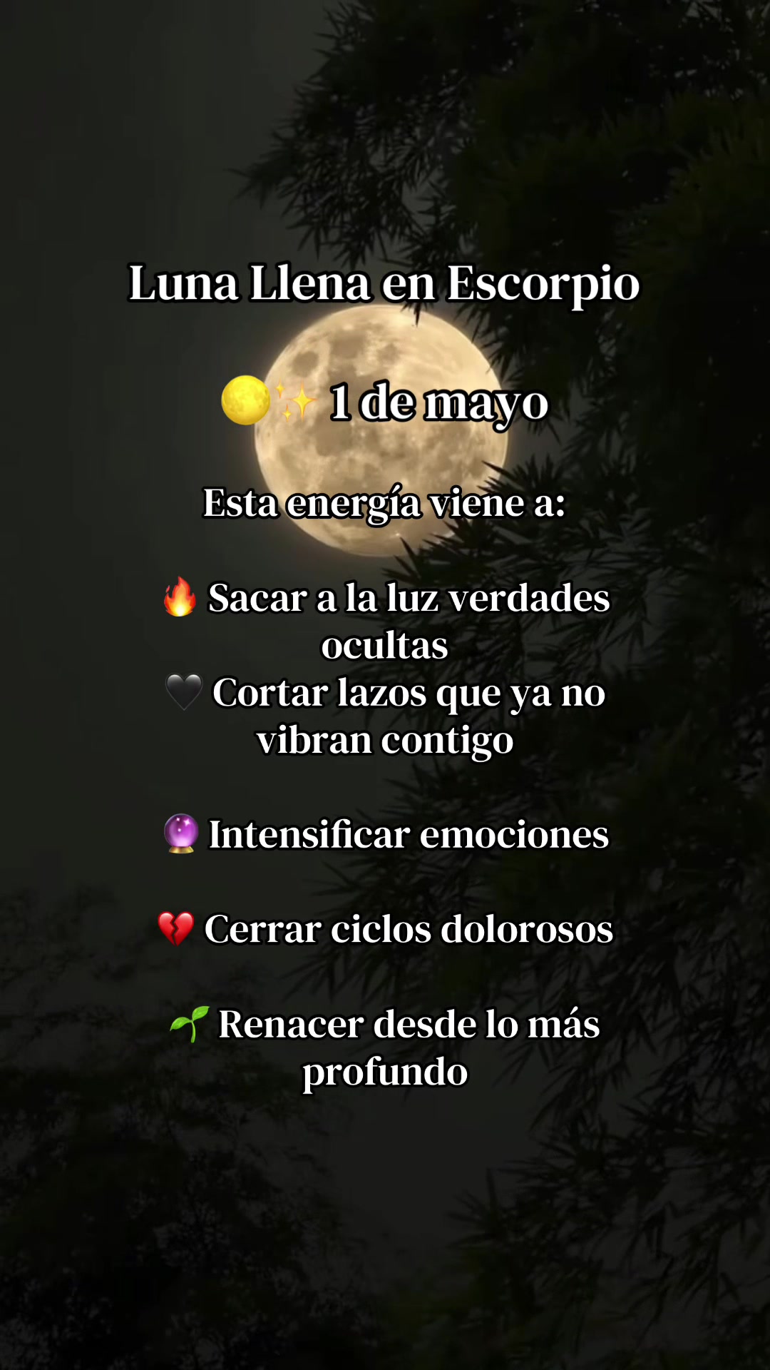 @Manada Escorpiana ✨