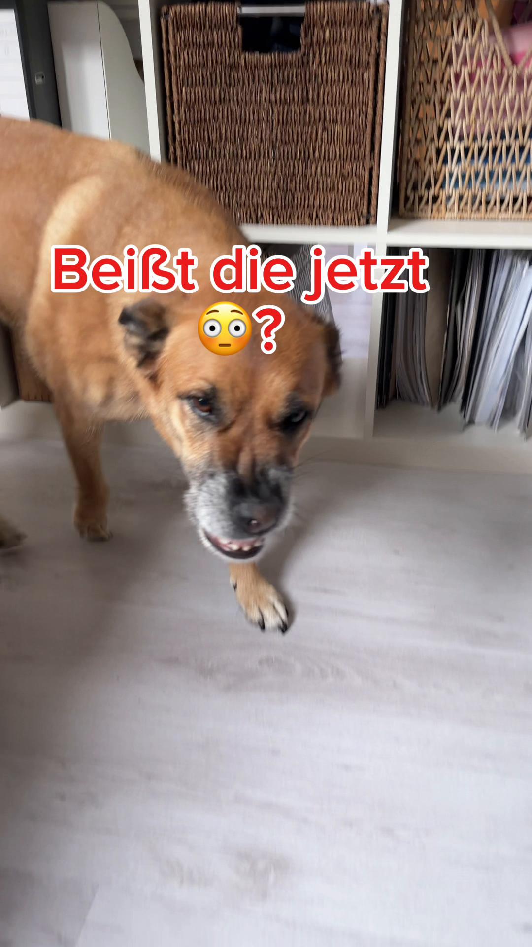 @INSAbenteuerHund