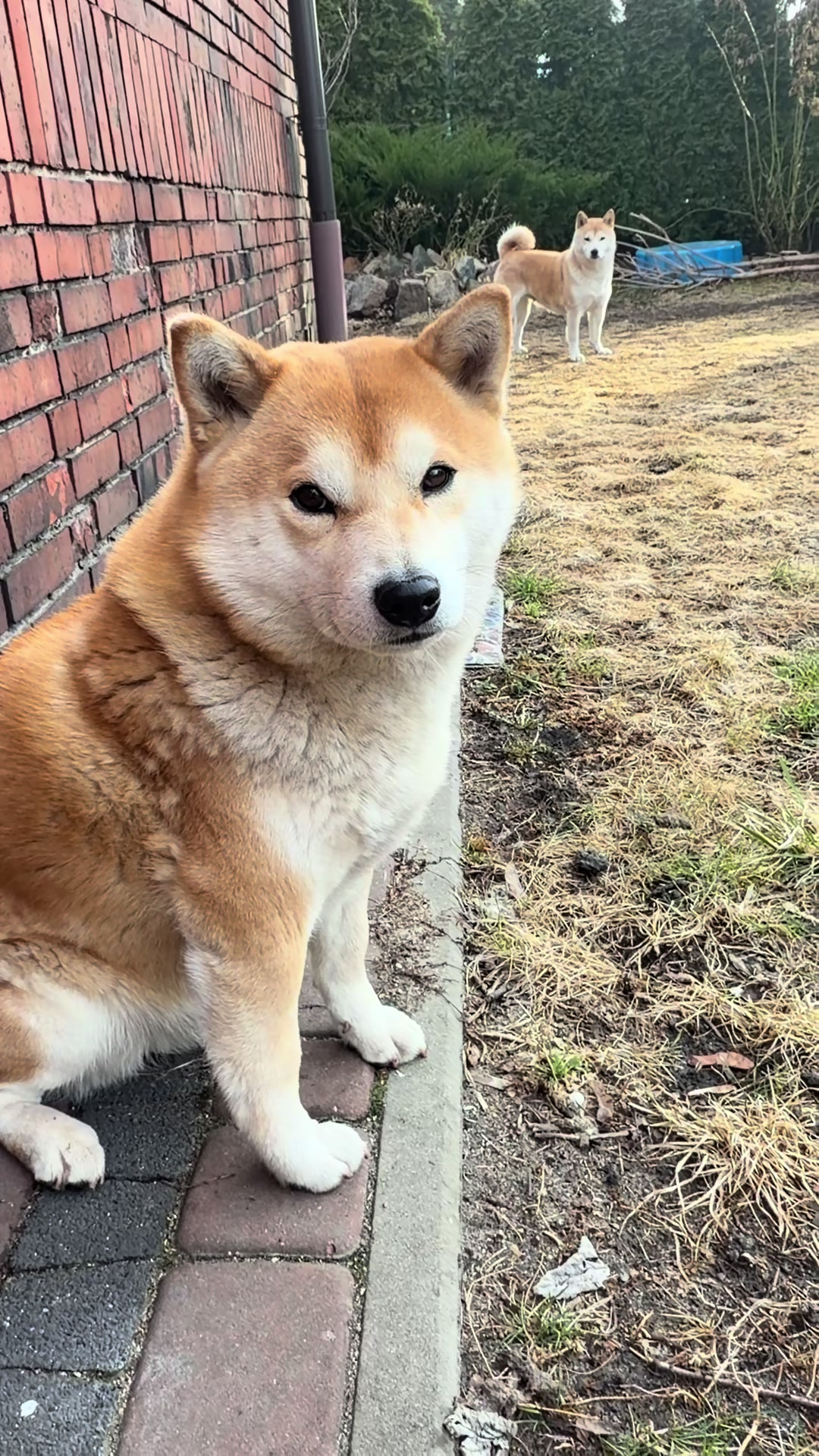 @Shiba GoNanKaiho hodowla FCI