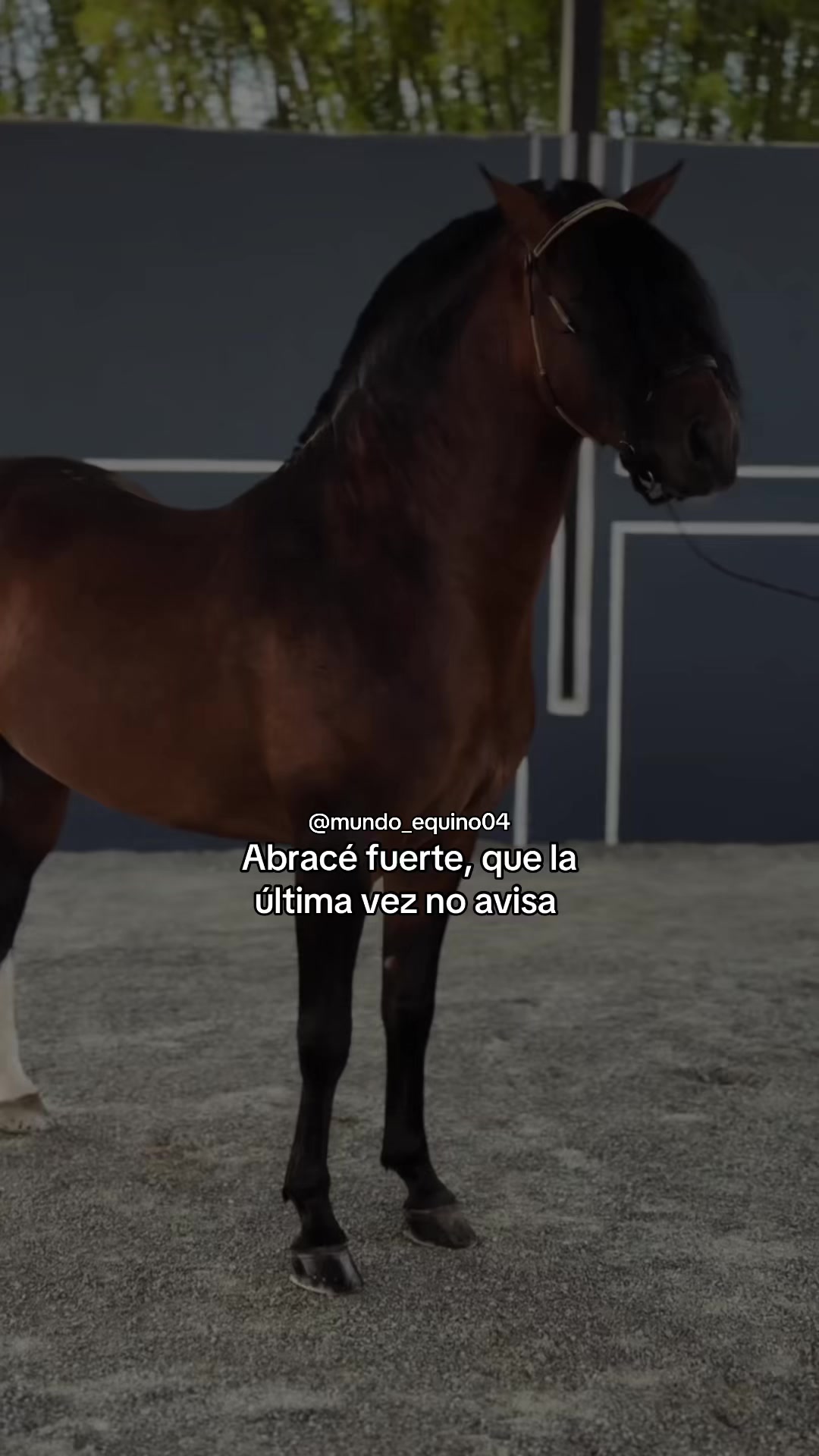 @mundo_equino04