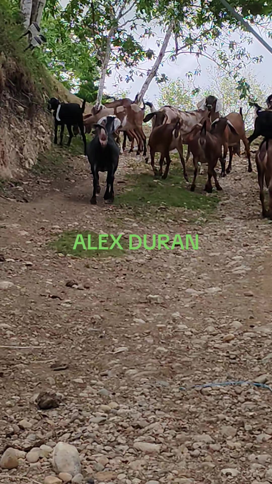 @alexduran7558