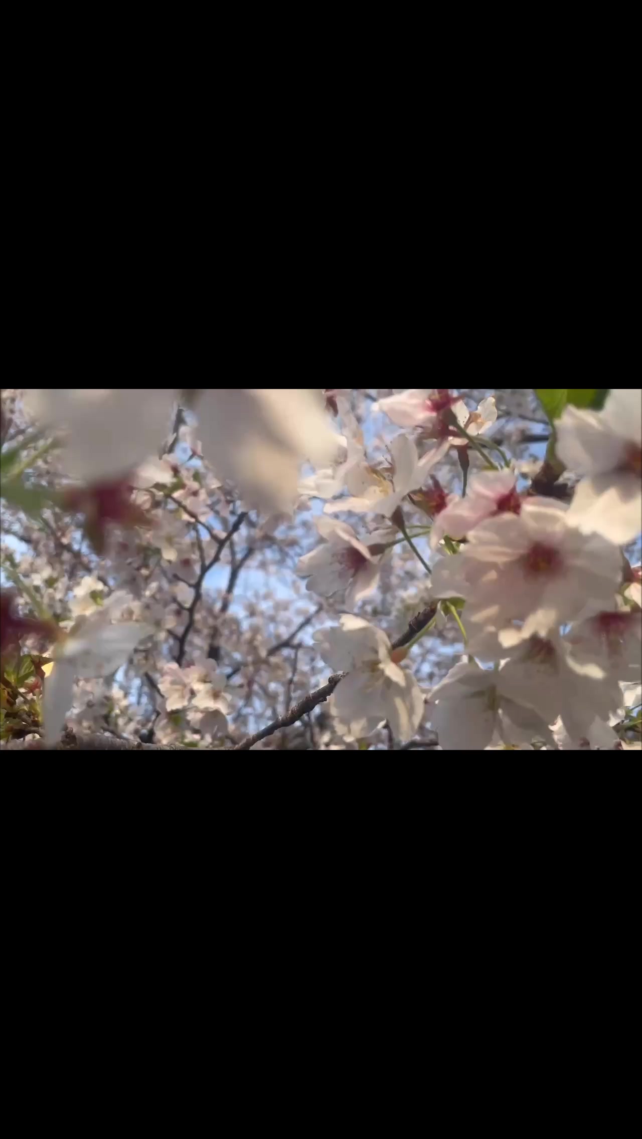 @🦋dhanu🦋