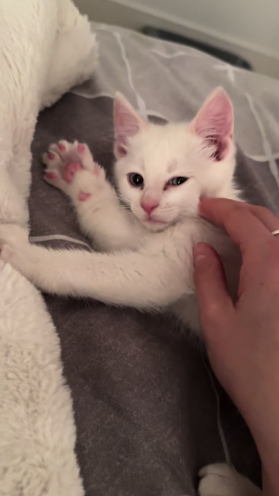 @Gizmo & Falkor🇨🇦🐾