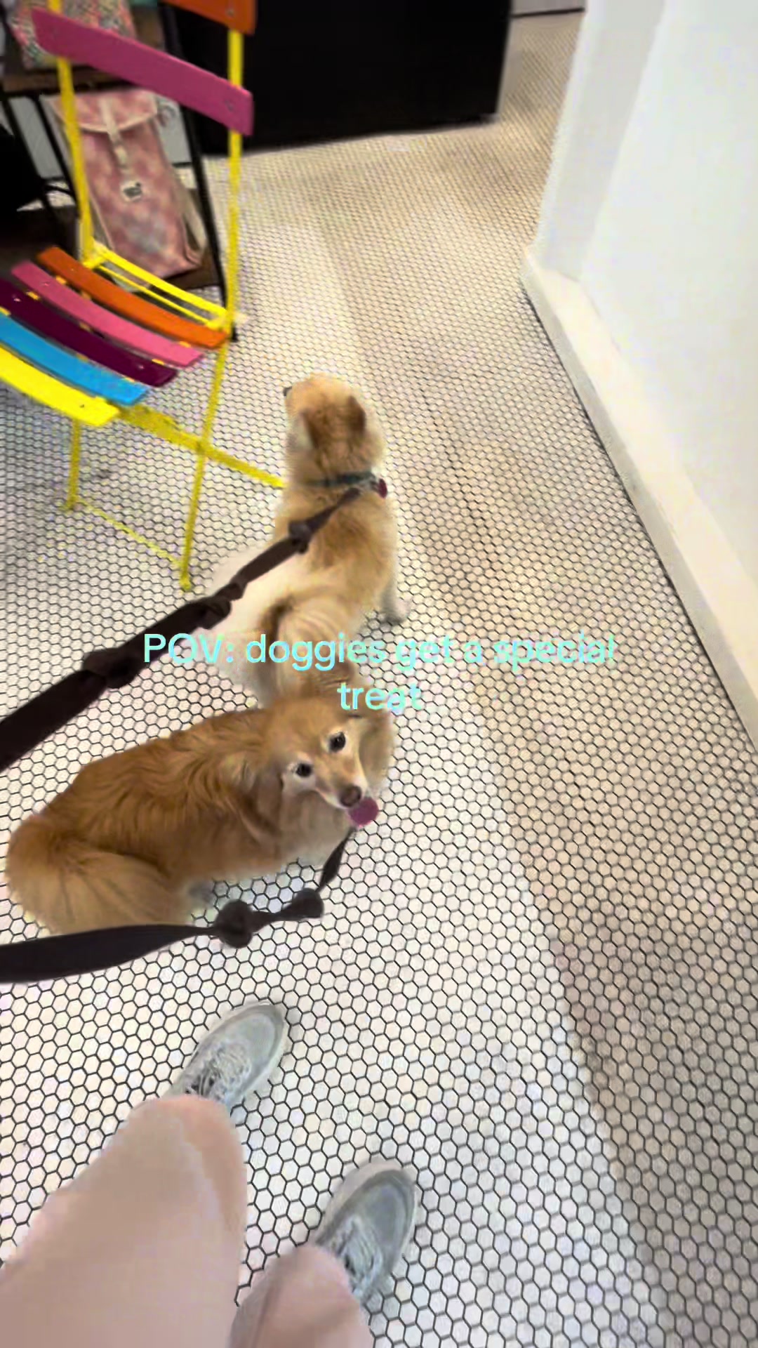 @Barley & Bijou&rsquo;s mum