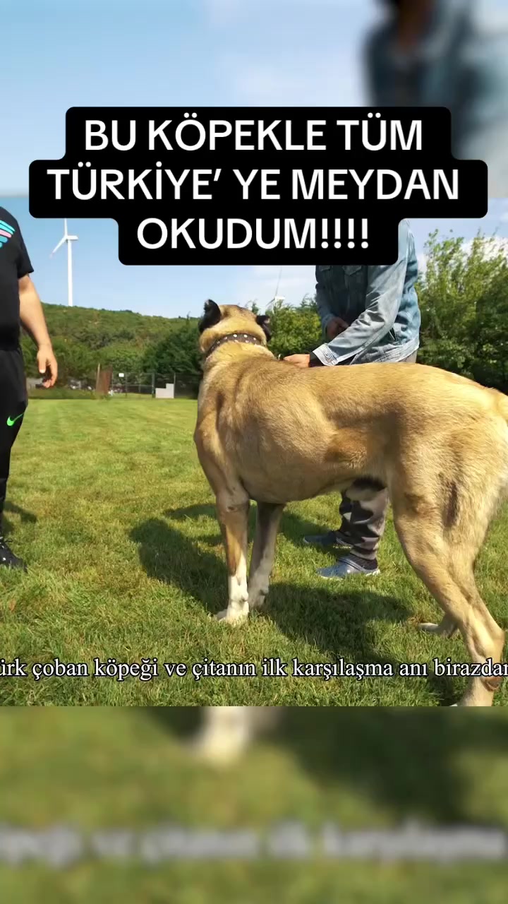 @ANADOLU ASLANLARI🐶🇹🇷
