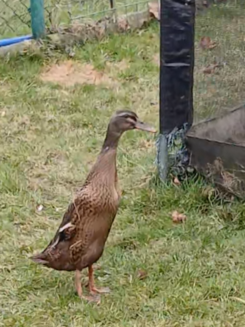 @Kaczogr&oacute;d u Milki🦆🦆🦆🦆