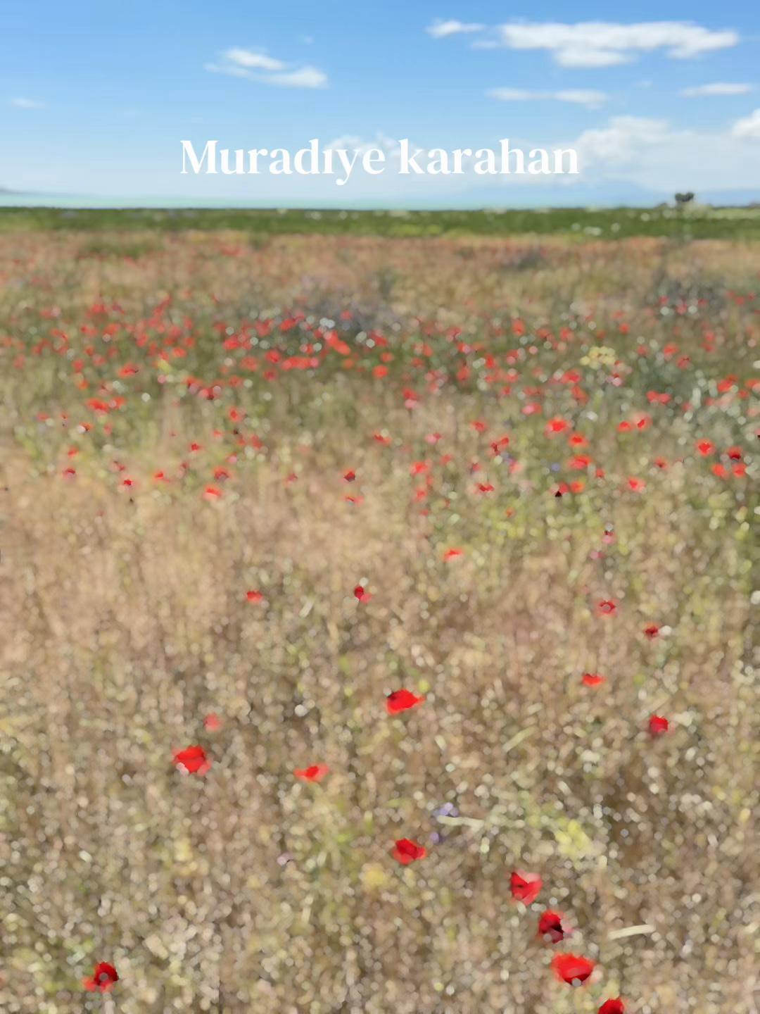 @Ramazan Şimşek