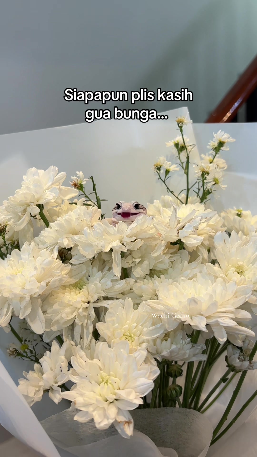 @wachigecko