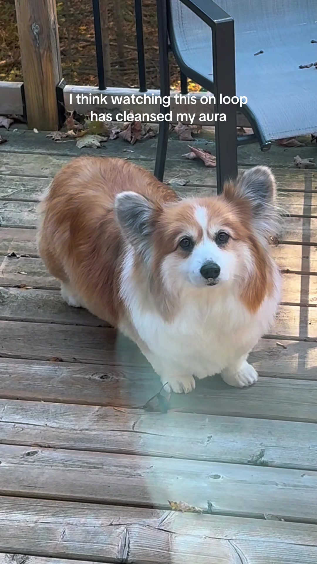 @hudsonthefluffycorgi