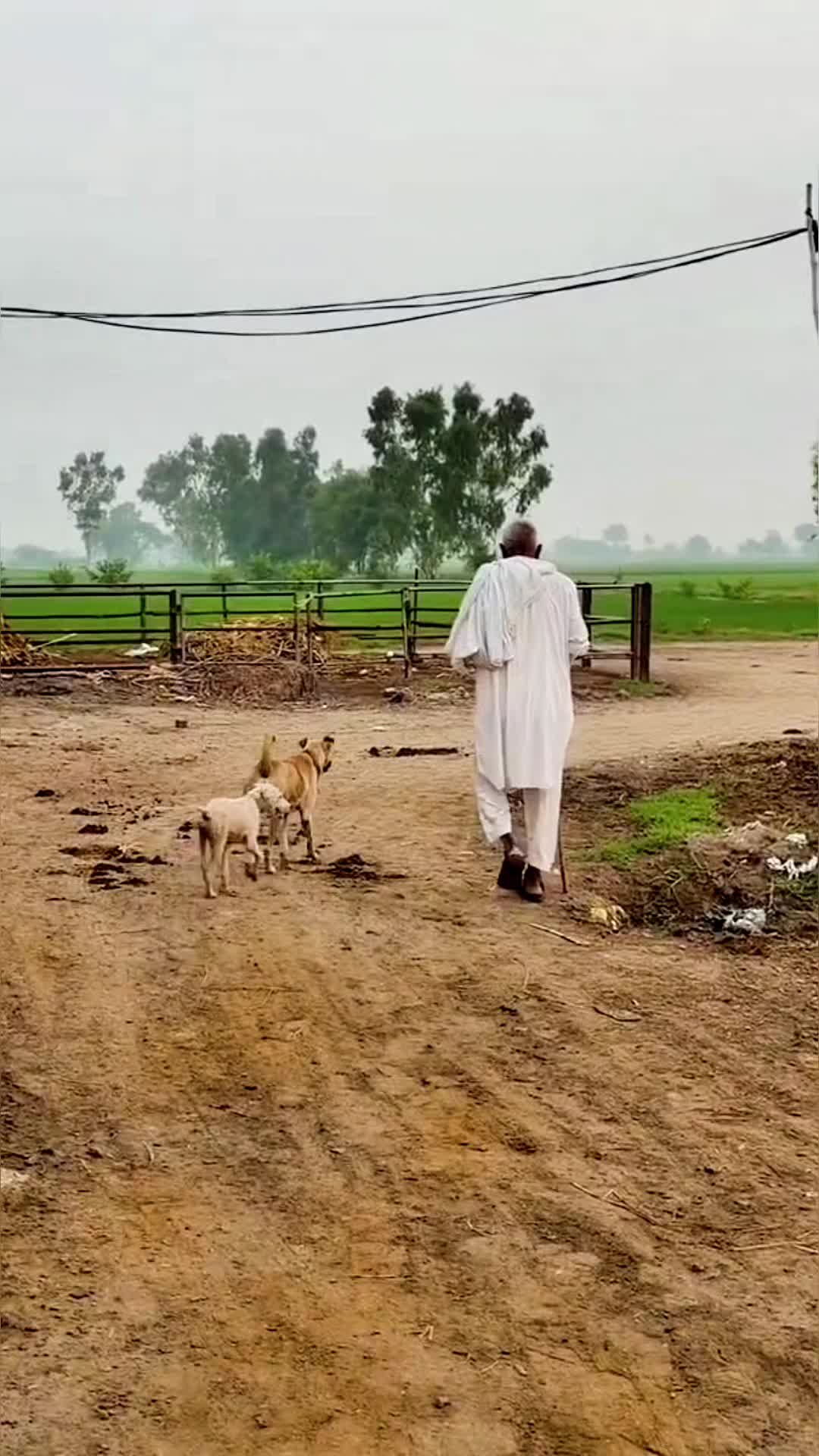 @Waqar Bhinder Dairy Farm