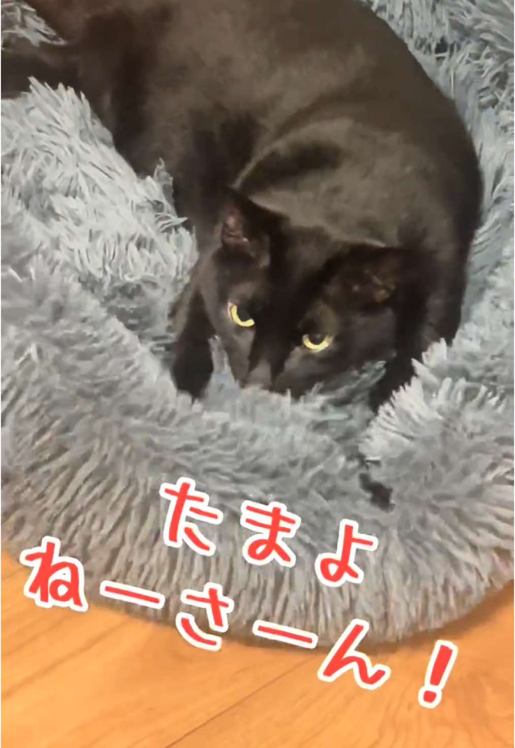 @Chikurokie