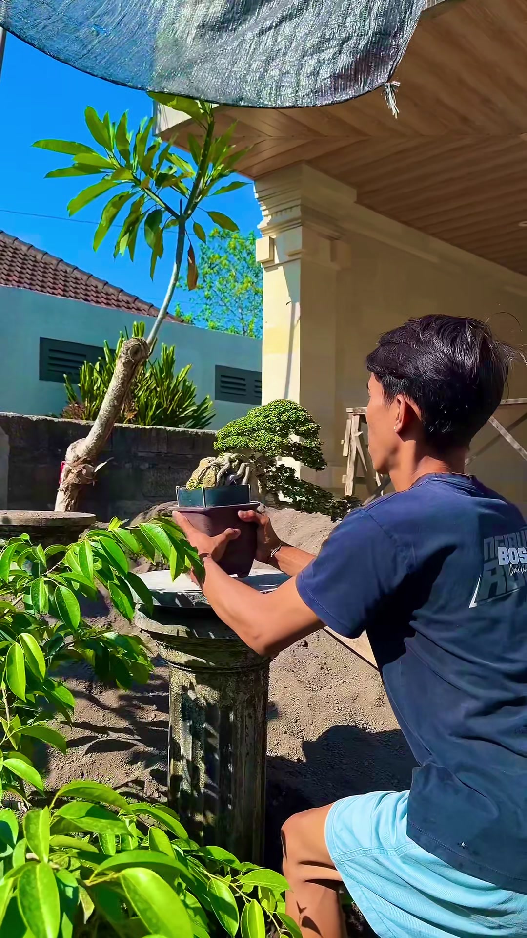 @“Cris Art Bonsai”