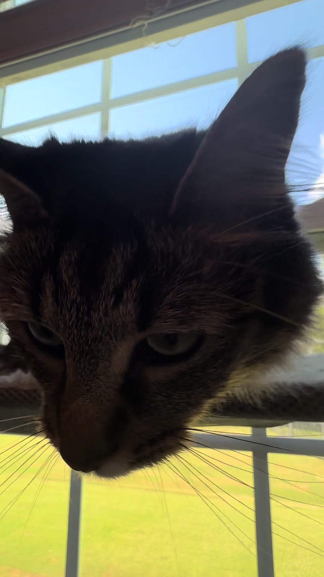 @RoxySnowballCatDrama