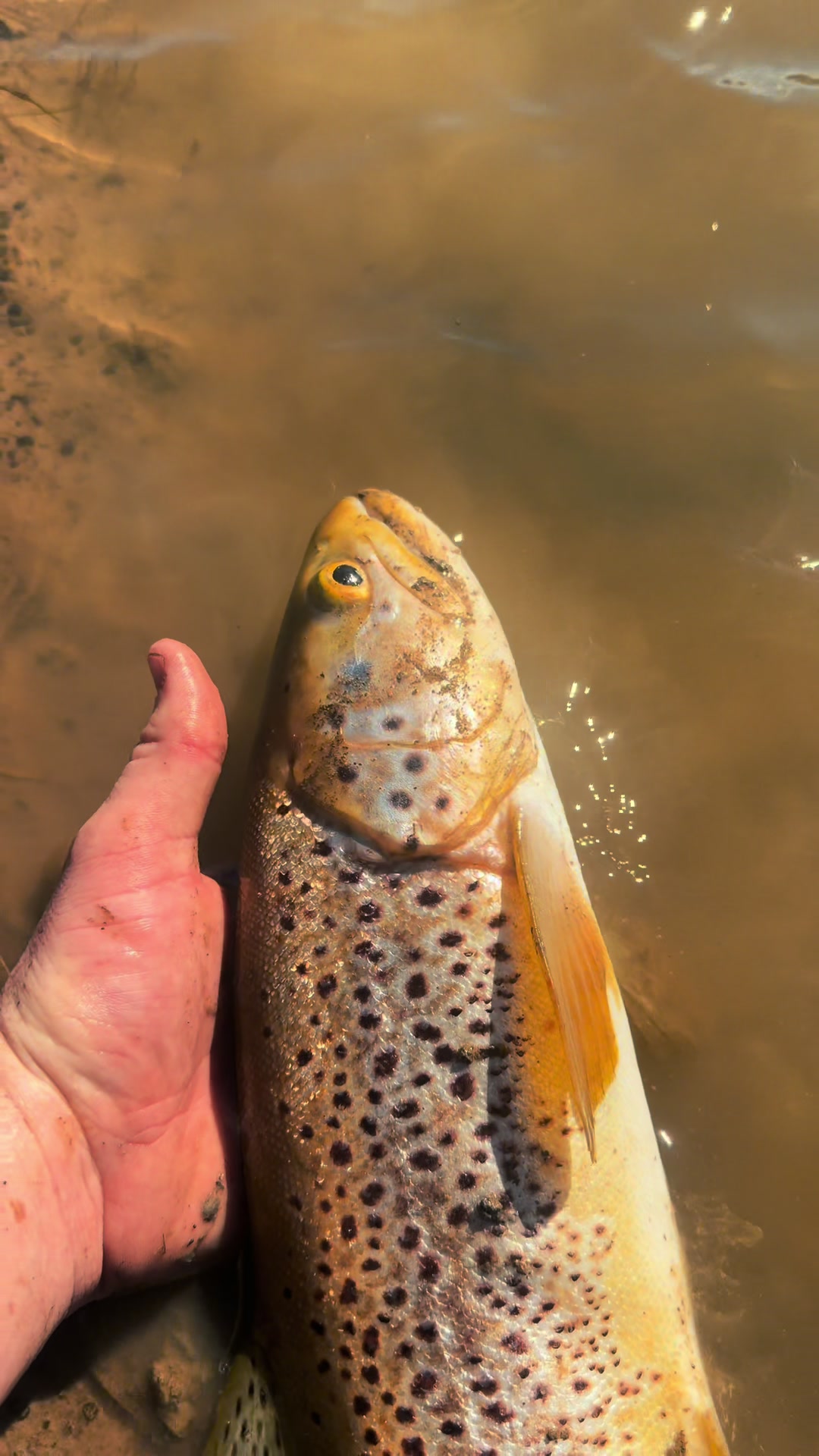 @fishing_southtas