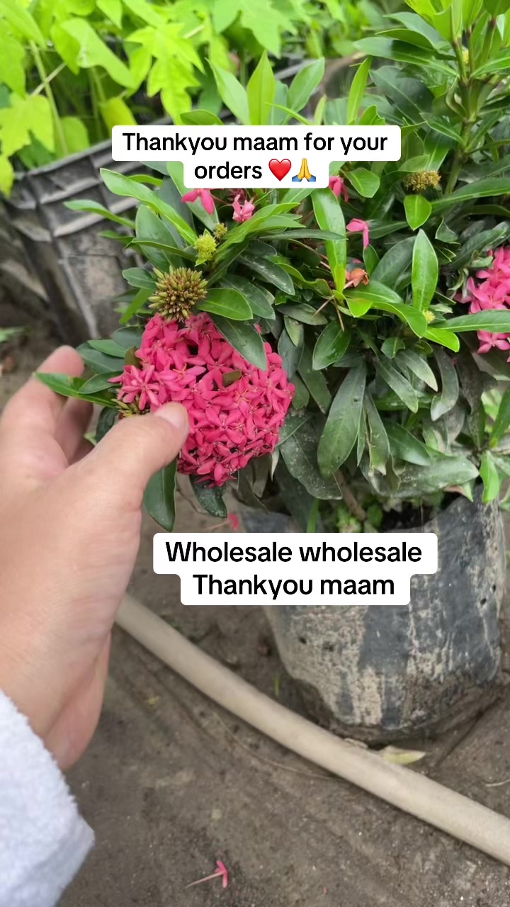 @KRistinaNURSARY ❤️🌲