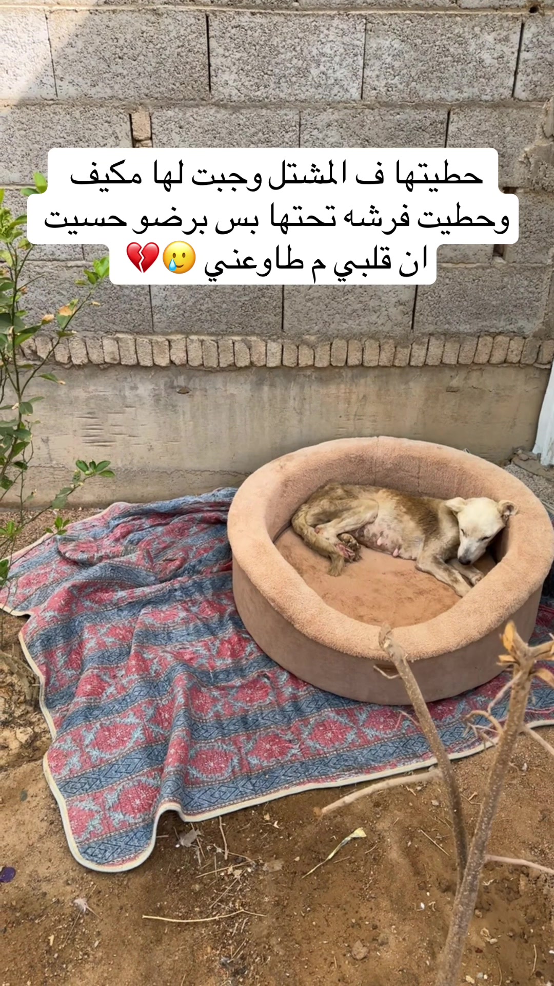 @مـاجـد✨